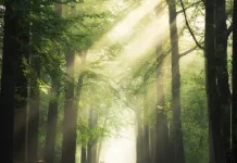 IRCTC Tour Package: If you want to enjoy the safari, then take advantage of this special package, know the details IRCTC Tour Package: If you want to enjoy the safari, then take advantage of this special package, know the details